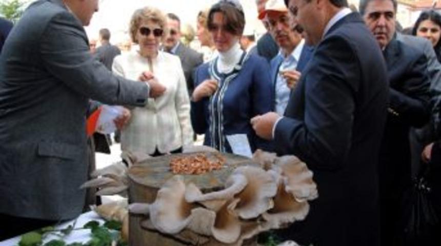 Bu Panayırda Herşey Organik