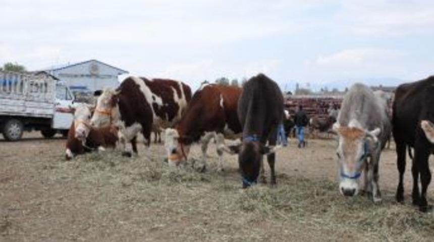 Kurban Pazarında Hareketli G&uuml;nler