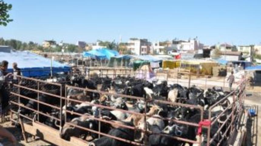 Y&uuml;reğir'de Kurbanlık Satış Ve Kesim Yerleri Belirlendi