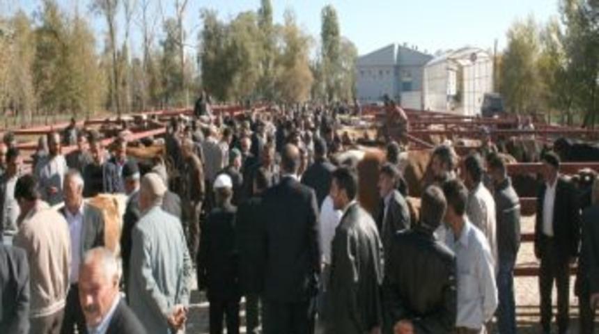 Pasinler'de Kurbanlıklar Pazara İndi