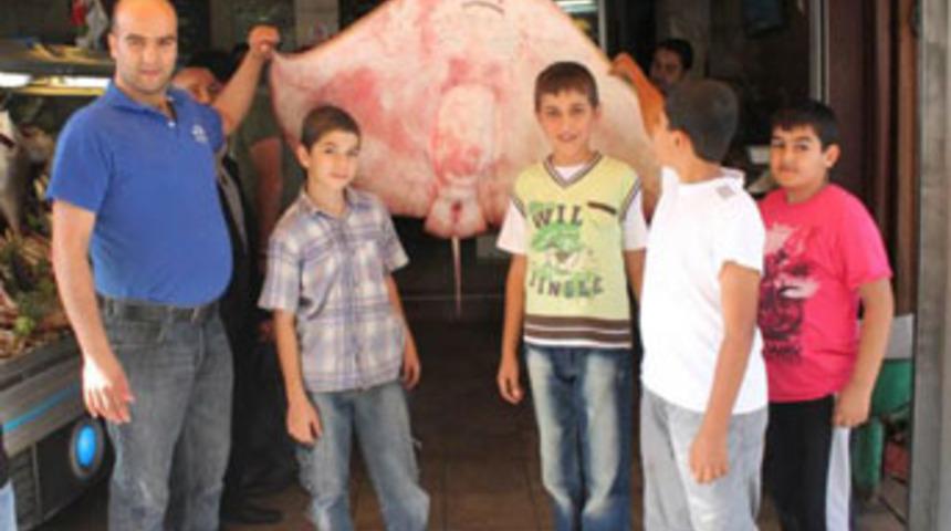 Marmara'da 64 kiloluk vatoz yakalandı