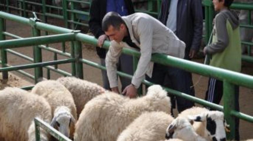 K&uuml;&ccedil;&uuml;kbaş Kurbanlık Hayvanlar Y&uuml;zde 30 Ucuz