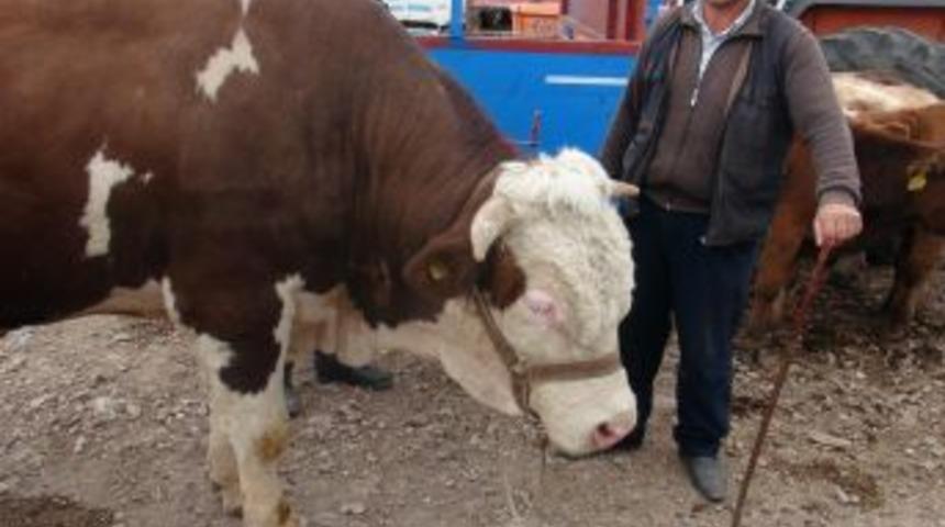 Ardahan Kurban Pazarı'nda Hareketlilik Yaşanıyor