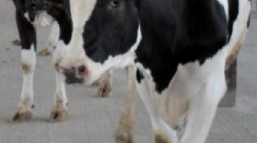 Sakarya'da Haczedilen 26 İnek A&ccedil;ık Arttırma Yoluyla Satılacak