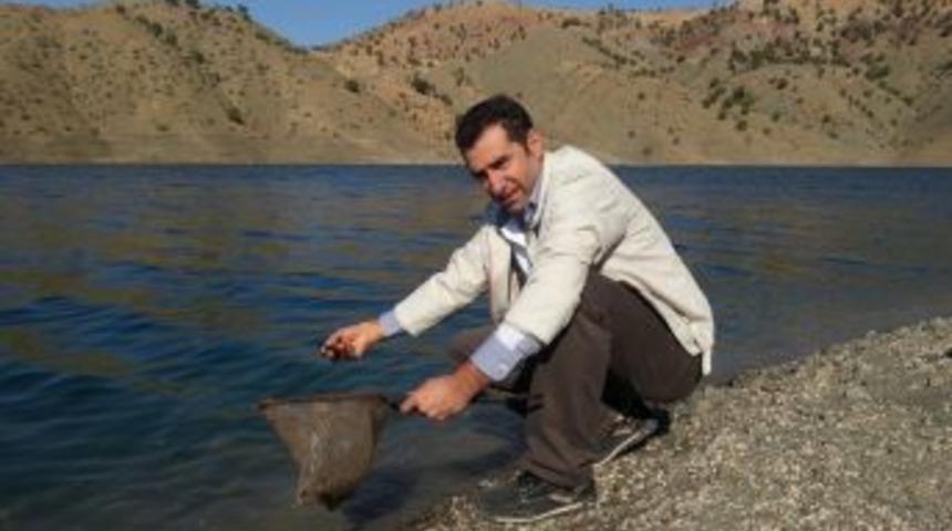 Siirt Alkumru Baraj G&ouml;l&uuml;'ne 100 Bin Pullu Sazan Bırakıldı