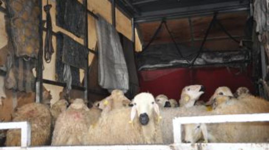 Uzelli&rsquo;den 50 aileye kurbanlık