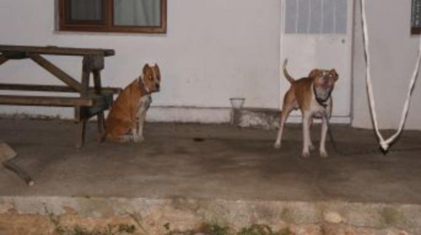 Pitbull K&ouml;pekleriyle Korudukları Uyuşturucuyu Polis Buldu