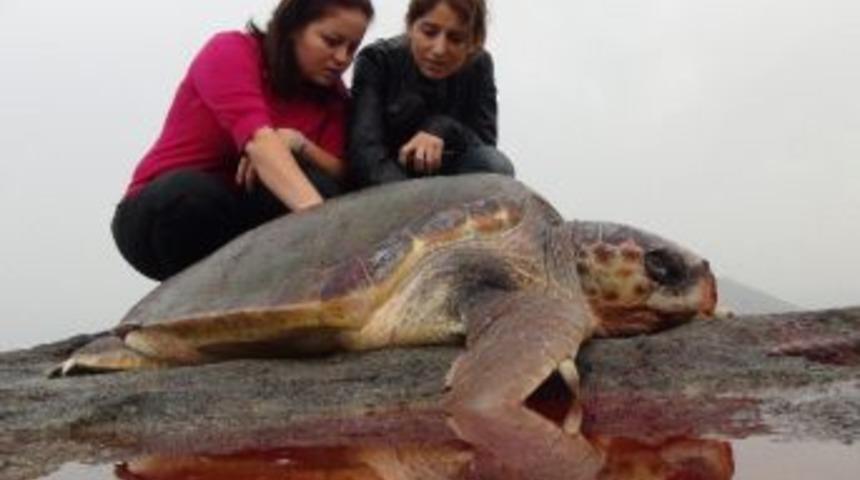 Caretta Carettayı Sırtından Vurdular