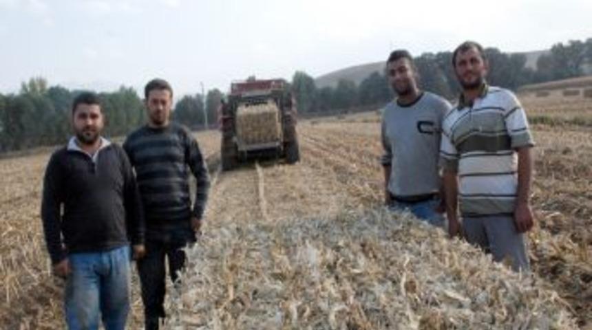 Mısırın Sapları Bile Altın Değerinde