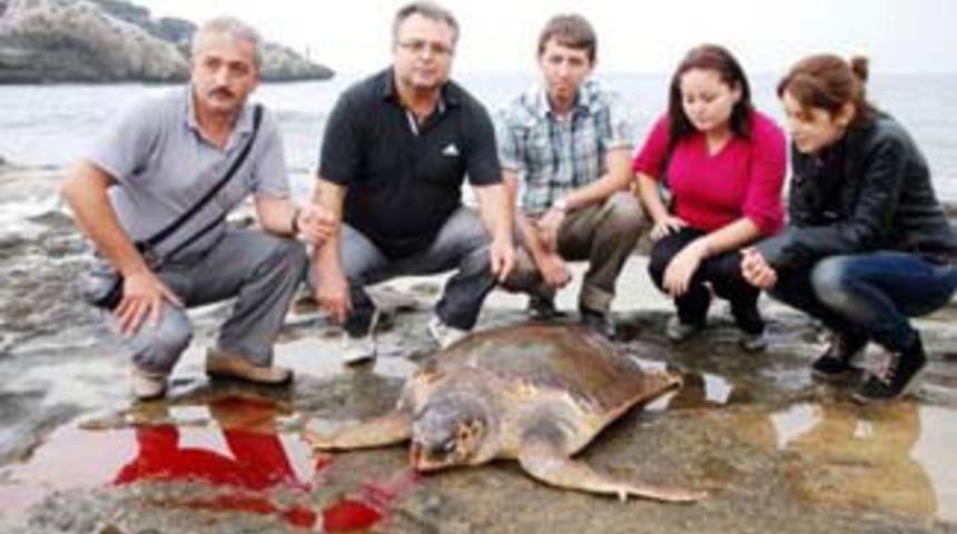 Caretta caretta'yı kurşunladılar