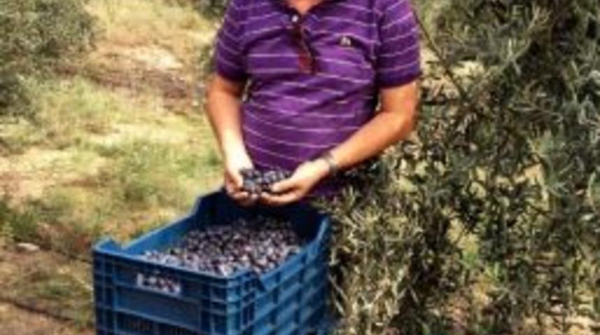 &Ouml;ztanrı&ouml;ver: "&ccedil;ukurova'da Sofralık Zeytin &Uuml;retilmeli"