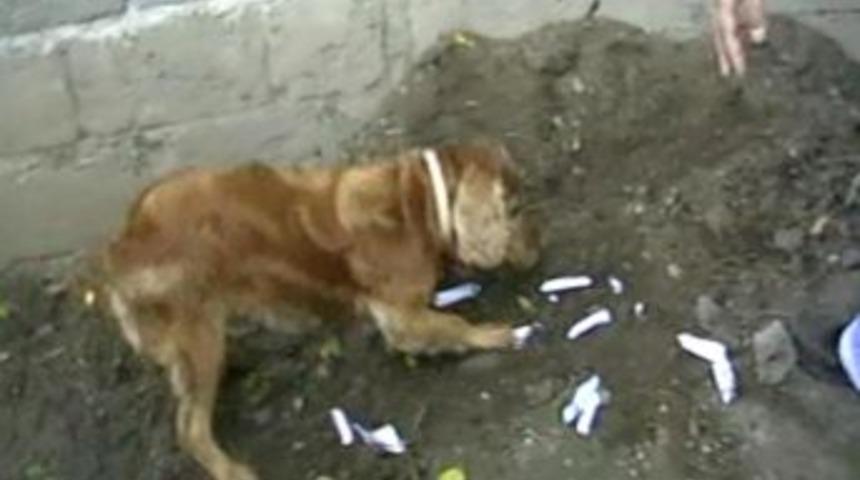 Uyuşturucuyu Hayvan G&uuml;bresinin I&ccedil;ine Sakladılar Ama Liza'dan Ka&ccedil;amadılar