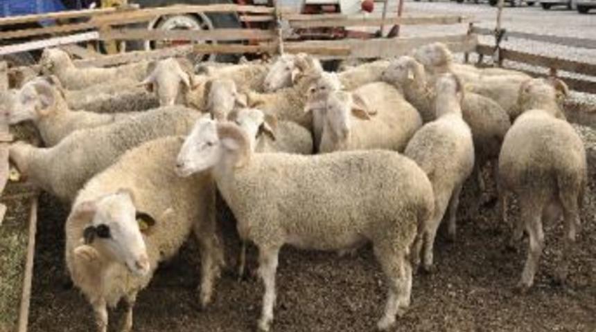 Kurbanlıklar Satışa Sunulmaya Başlandı