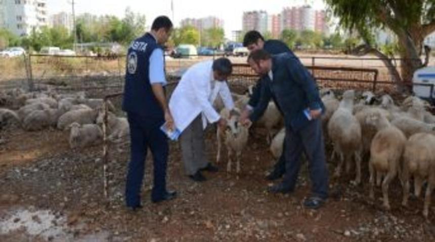 Başkan B&ouml;cek, Kurban Satış Merkezlerini İnceledi