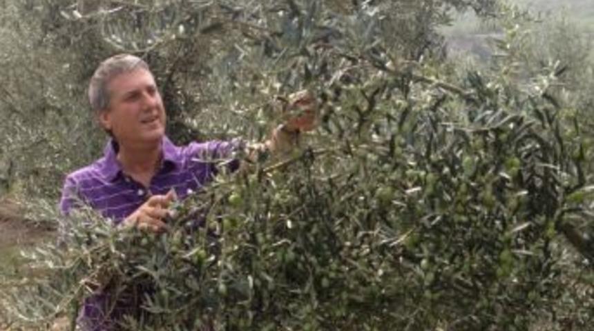 Sofralık zeytin &uuml;retilmeli