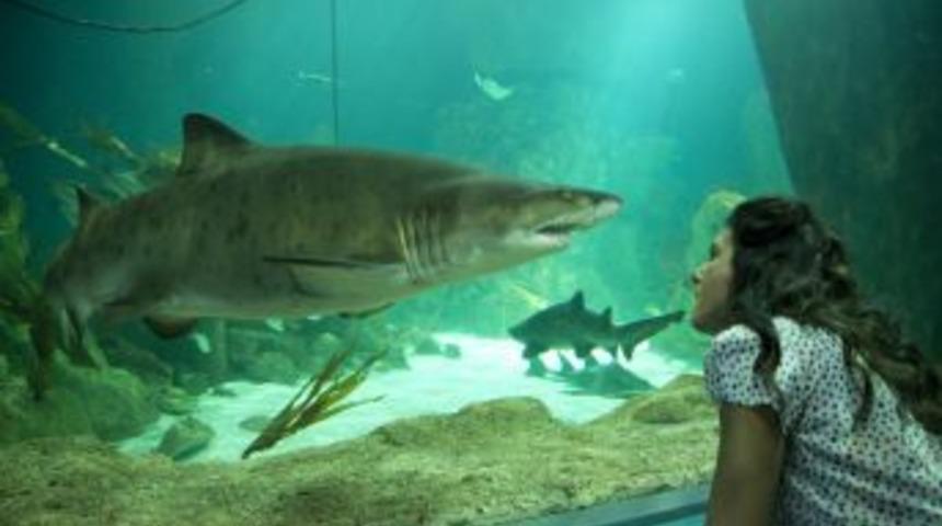 Deniz Akkaya K&ouml;pek Balıklarıyla Y&uuml;zd&uuml;