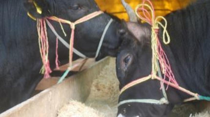 Giresun Valisi Şahin Kurban Pazarını Denetledi