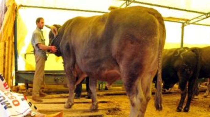 1,5 Tonluk Kurbanlık 23 Bin Liraya Alıcı Buldu