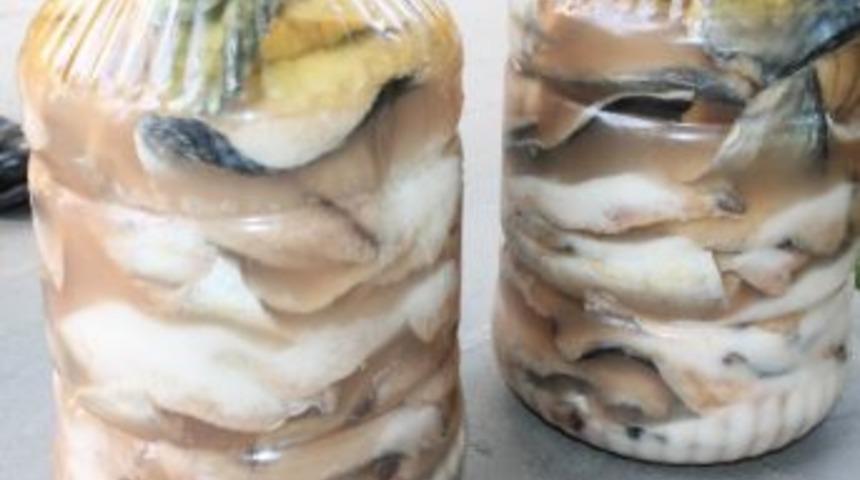 Palamut Bolluğu Tayfaya Tuzlama Yaptırdı