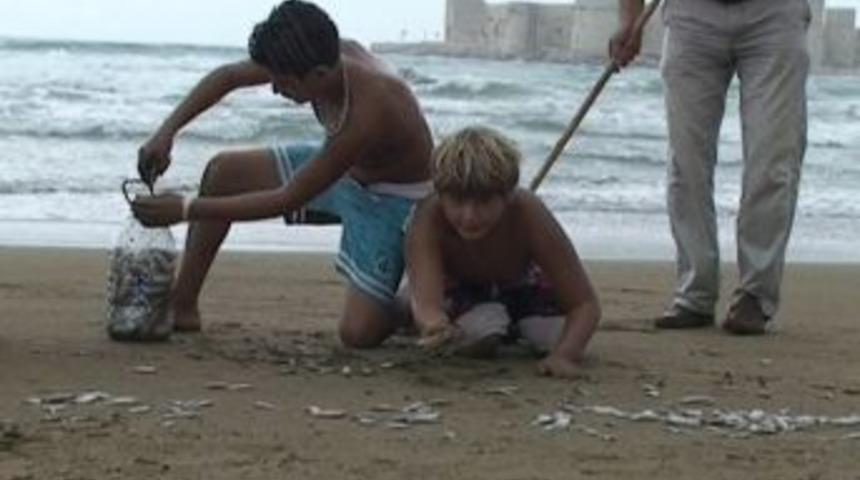 Kızkalesi'nde Binlerce &Ouml;l&uuml; Balık Kıyıya Vurdu