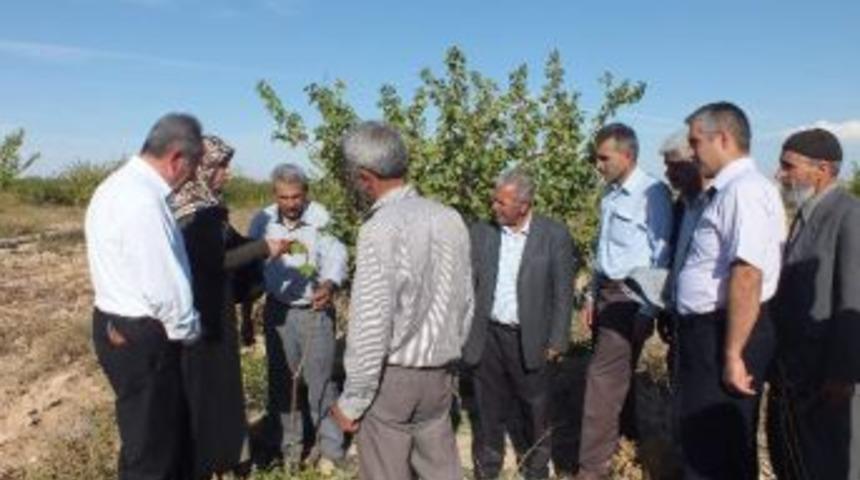 Kayısı Ağa&ccedil;larında Budama Tekniği Eğitimi Verildi