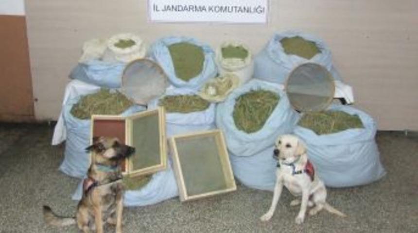 Bing&ouml;l'de Yıl I&ccedil;erisinde 9 Ton Esrar Ele Ge&ccedil;irildi