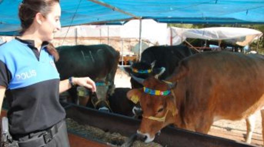 'Kurbanlık Alırken Ağız Ve Burun Akıntısı Olup Olmadığını Kontrol Edelim'