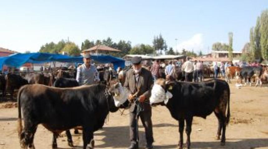 Hayvan Pazarında Pazarlıklar Kızıştı