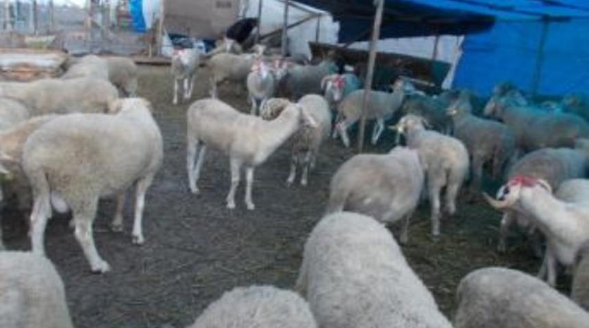 Sahil Kasabaları Kurbanlık İ&ccedil;in Yazlık&ccedil;ıyı Bekliyor