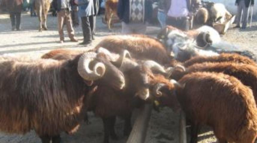 Kağızman'da Kurbanlık Pazarında Durgunluk