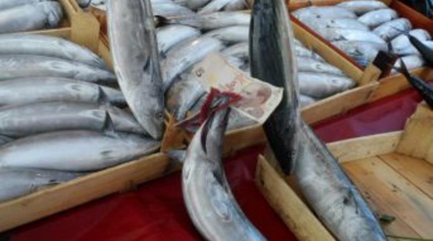 Palamut azaldı fiyatı y&uuml;kseldi