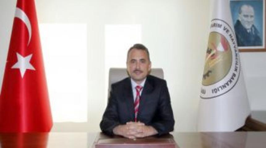 Zeytin Hasadı Kaliteyi Etkiliyor