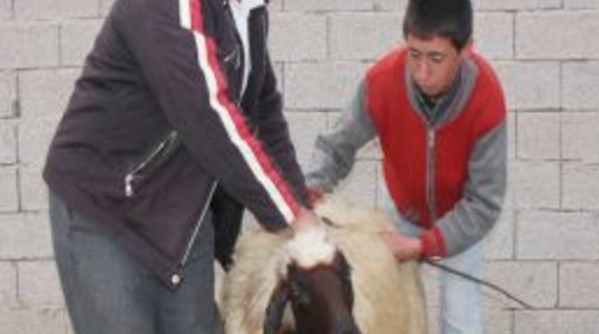 Ahlat&rsquo;ta K&uuml;&ccedil;&uuml;kbaş Hayvanların Fiyatı Da D&uuml;şt&uuml; Satışı Da