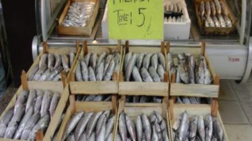 Kurban Bayramı Yaklaştı Palamuta Zam Geldi