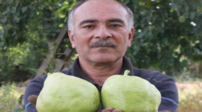 Kiloluk Armutlar Şaşırtıyor