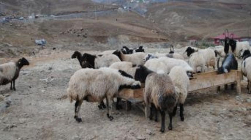 Hakkari&lsquo;de Kurbanlık Satıcıları Umduğunu Bulamadı