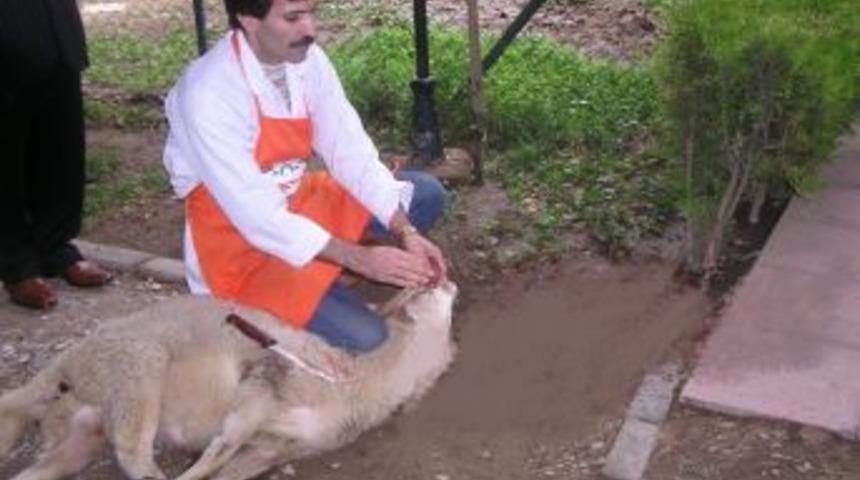 Kurban Kesimleri Bilin&ccedil;li Yapılmalı