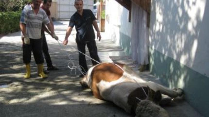 Uzmanından Kurbanı Yere Kolayca Yatırma Tekniği