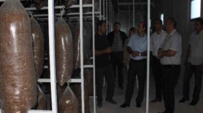 D&uuml;zcede Kayın Mantarına Destek