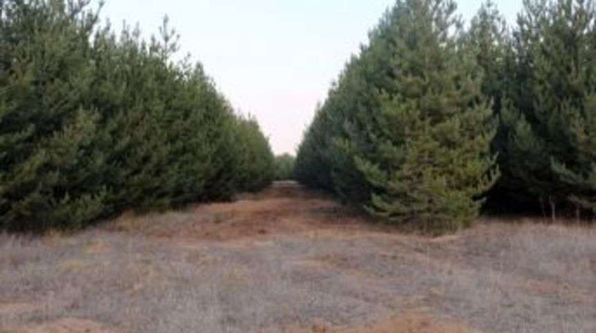 Atat&uuml;rk &Uuml;niversitesi Yerleşke &Ccedil;evresindeki Ormanlık Alanlarda "yangın M&uuml;dahale Koridorları" A&ccedil;ıldı