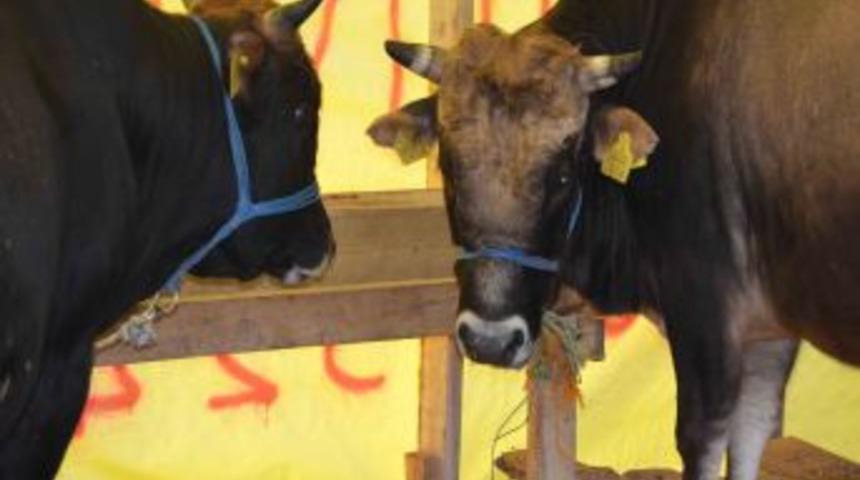 "Kurban Eti G&uuml;neş G&ouml;rmeyen Yerde 5 Saat Dinlendirilmeli"