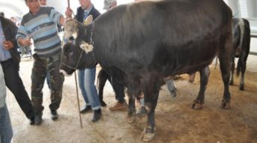 Pazarın G&ouml;zdesi 1 Tonluk Boğa 10 Bin Liraya Alıcı Bekliyor