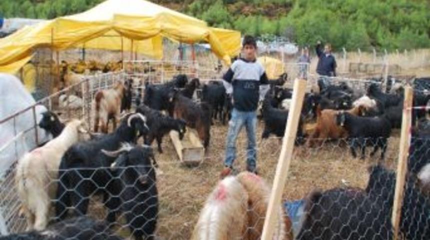 Marmaris'te Kurbanlık Satışları Başladı