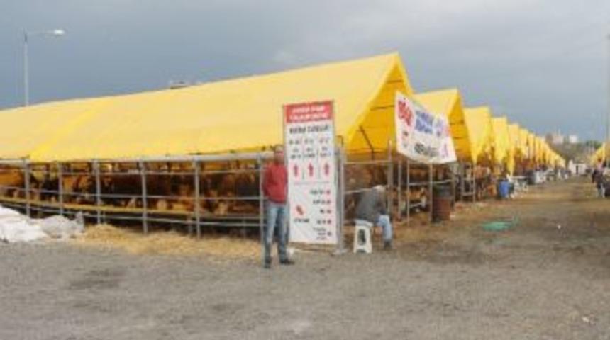 Beylikdüzü Kurbanlık Satış Alanı Hizmete Hazır