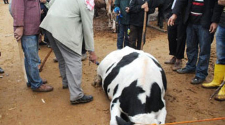 Hayvanlara elektroşoklu işkence