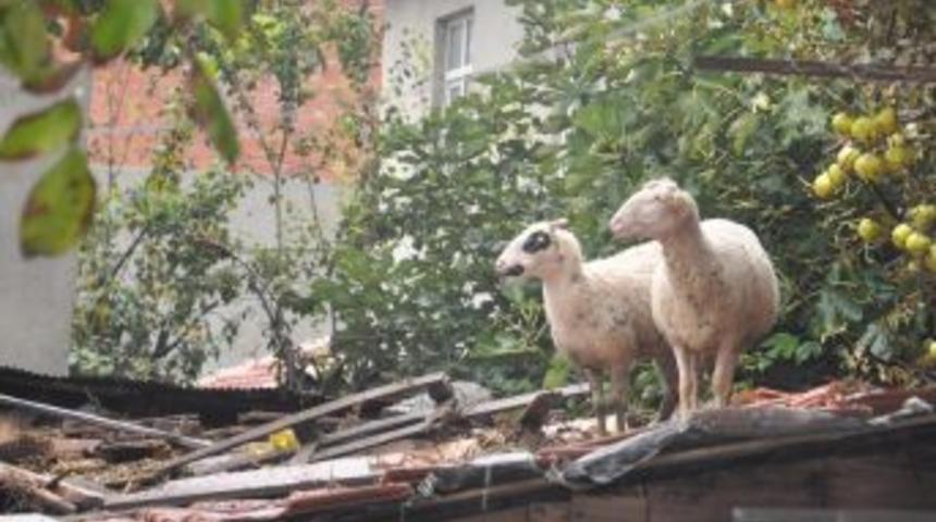 Sel Hayvanları Da Vurdu