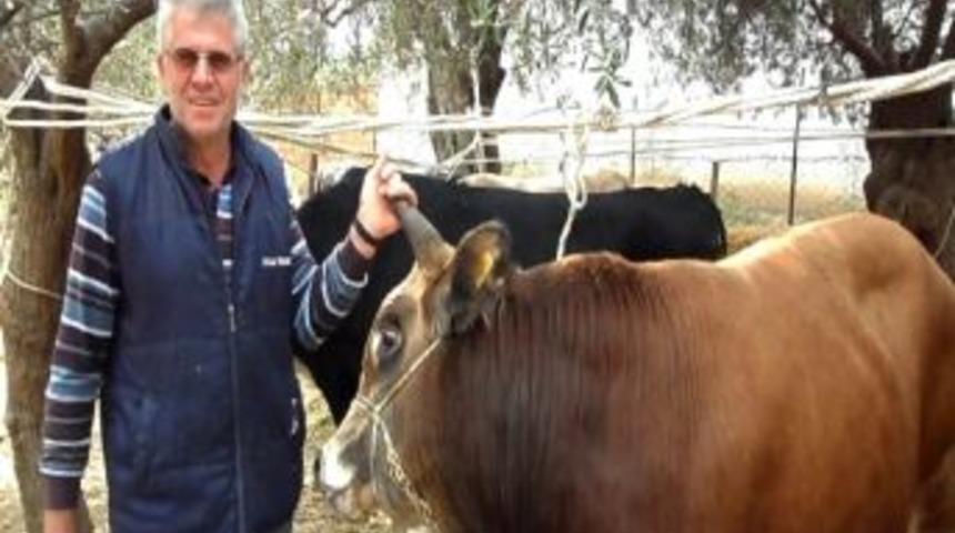 Kurban Satıcıları Yem Fiyatlarının Pahalılığından Şikayet&ccedil;i