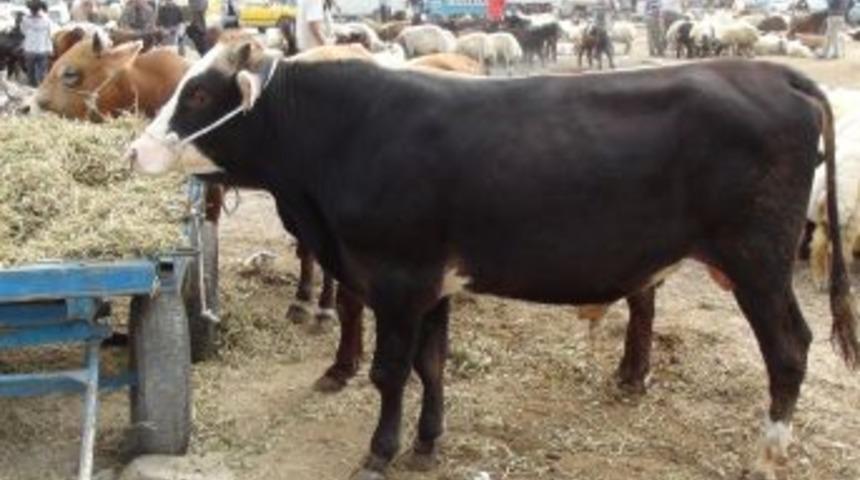 Kurban Satıcıları Suriye&rsquo;den Gelen Kurbanlıklardan Şikayet&ccedil;i