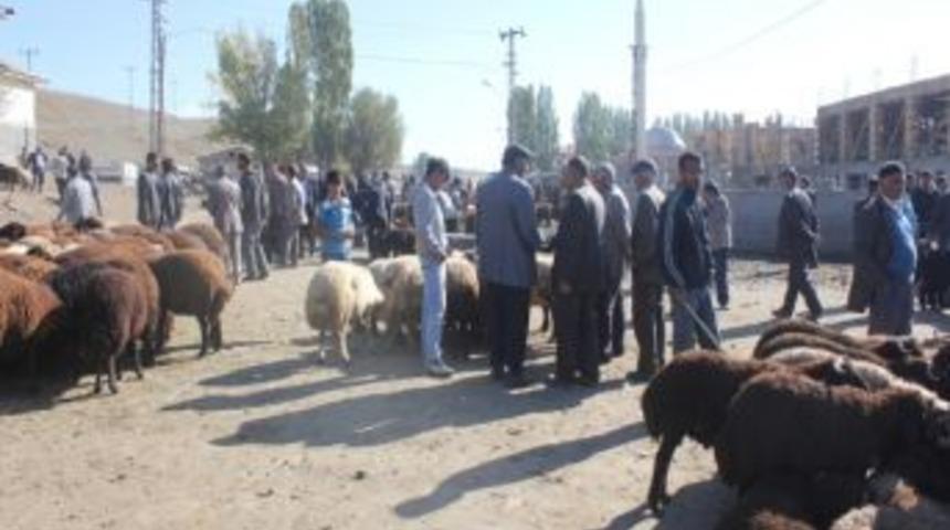 Ağrı&rsquo;da Anguslar Kurban Fiyatlarının D&uuml;şmesine Neden Oldu
