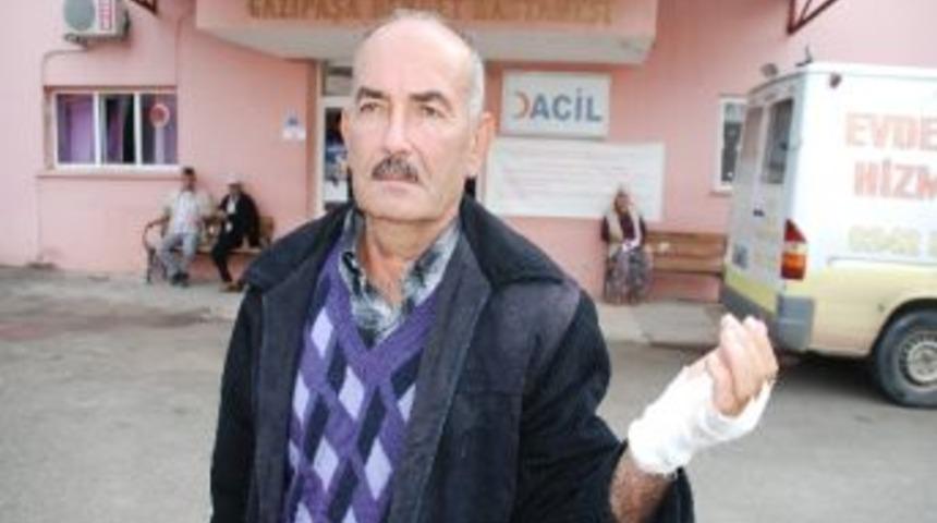 K&uuml;mese Dadanan Tilki K&uuml;mes Sahibini Yaraladı